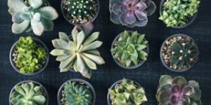 Properly Caring For Your Succulents | Kudos